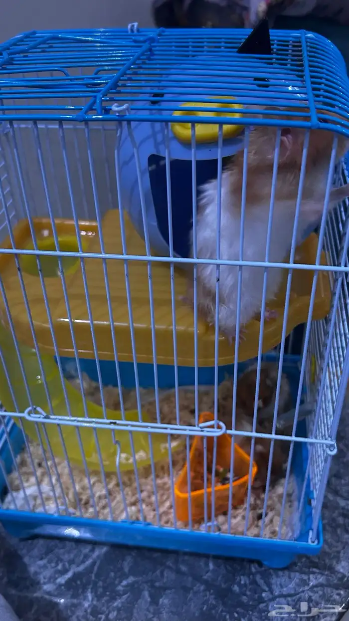 3 هامستر للتبني مجانا 0