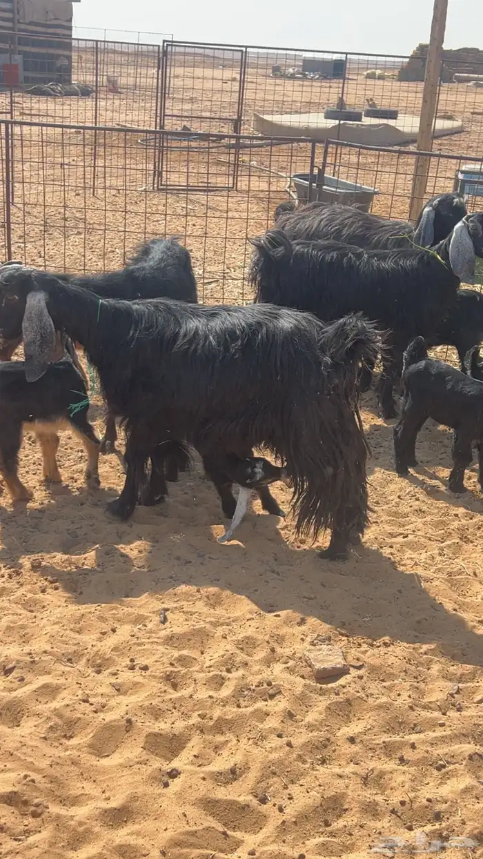 معزاء مواليد 2