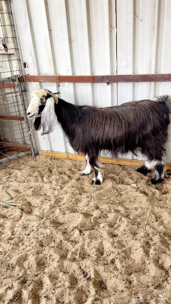 عنز عارضيه سديس جرم وصحة ونظافه 0