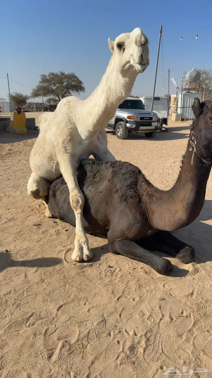 للبيع بعير ثني اوضح 1