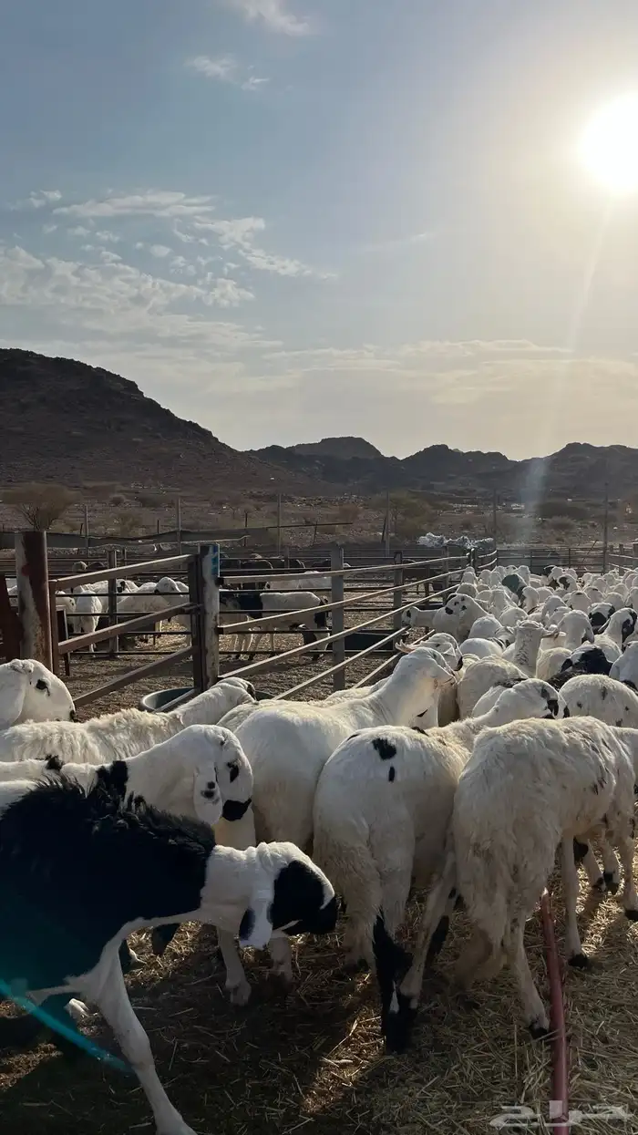 طليان سواكن شبيه الحري جبره 9