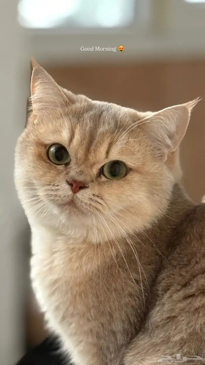 ملجأ فندق قطط منزلي مؤقت جده 15