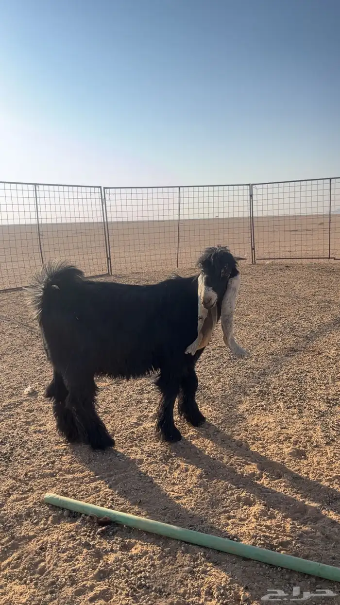 تيس عارضي صنف 4