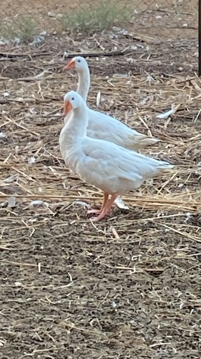 وز بلدي القنفذه القوز 0