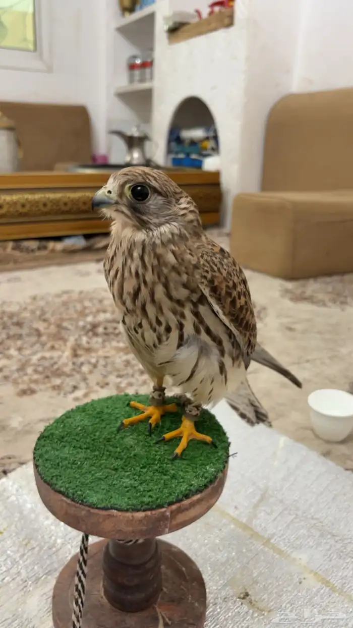 باشق حجم جامبو 1