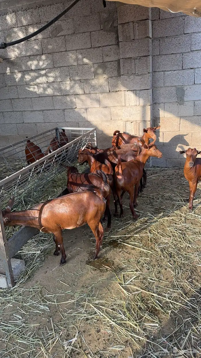 جفار دهم تأسيس مراح 0