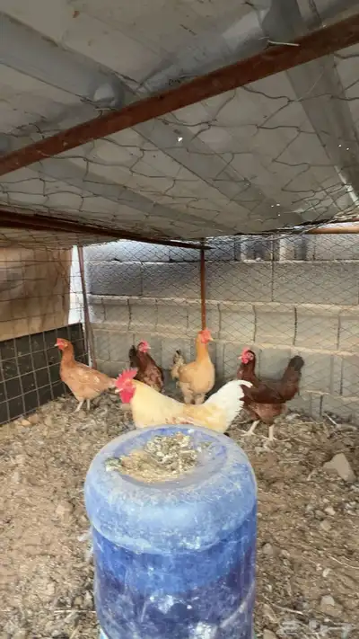 للبيع دجاج ديك تركي طيبه index