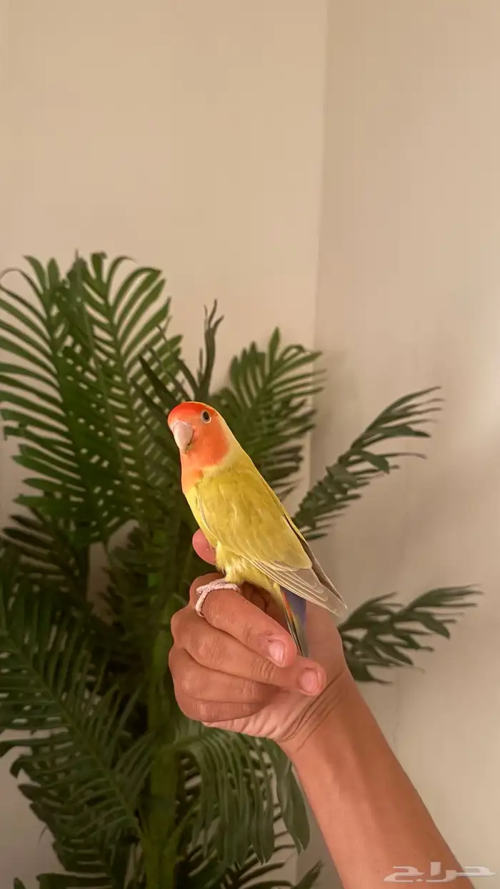 طيور بادجي وروز اليفه 0