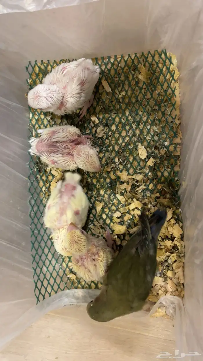 فروخ روز غر جملة وتفريد 0