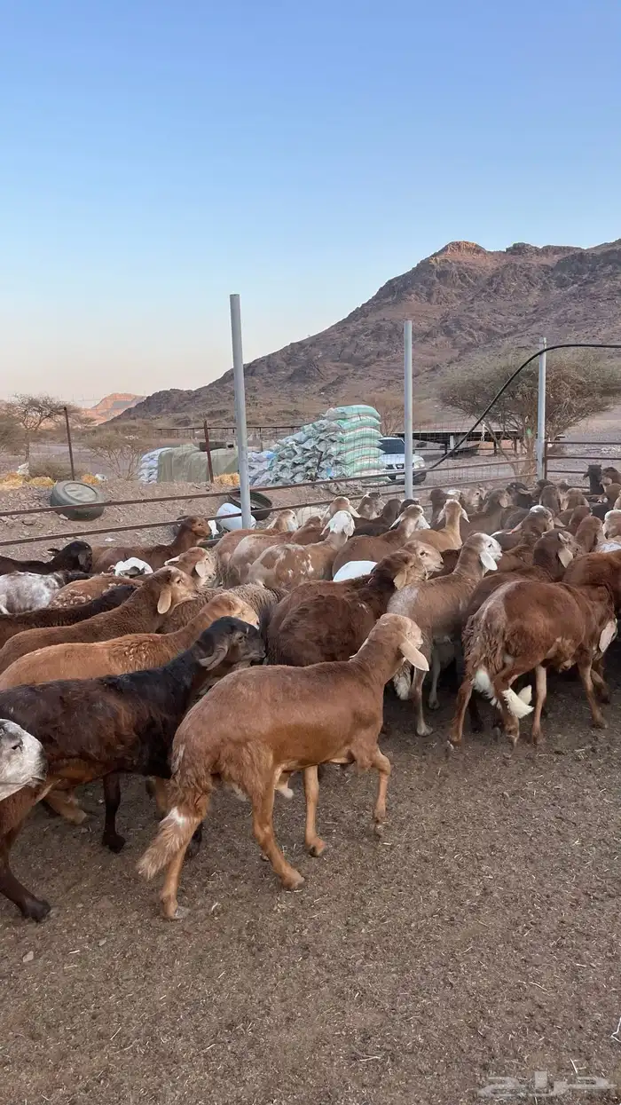 طليان سواكن حمري جادعان 0