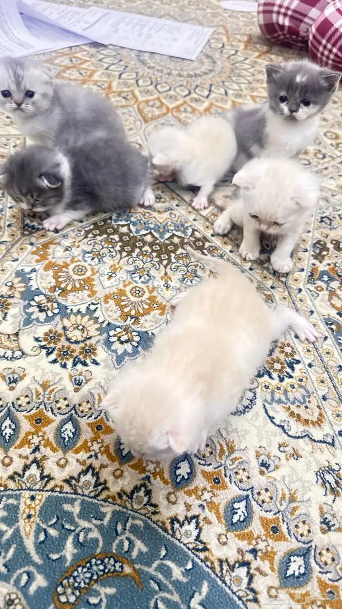 سكوتش فولد كيتن للبيع 1