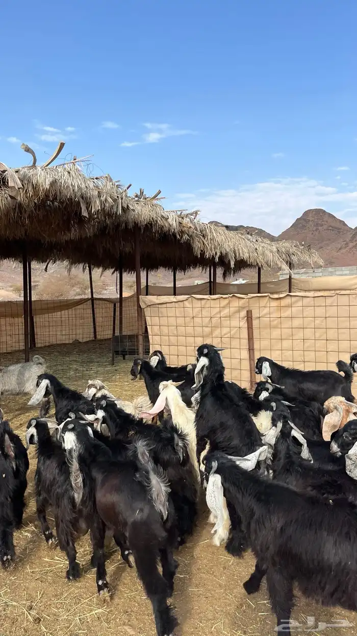 تيوس مخاصي جادعان جبره 11