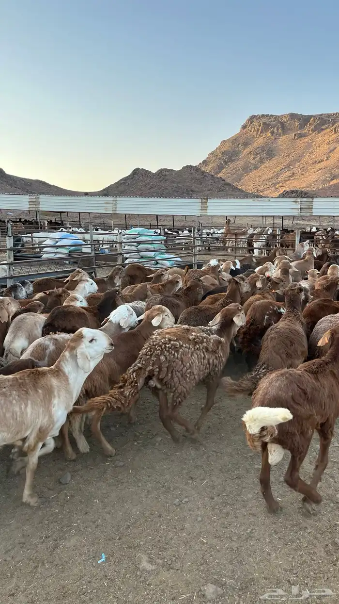 طليان سواكن حمري جادعان 14