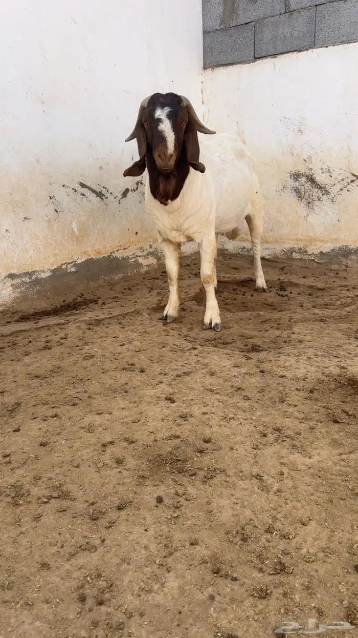 تيس فحل بورقوت دم نقي 4