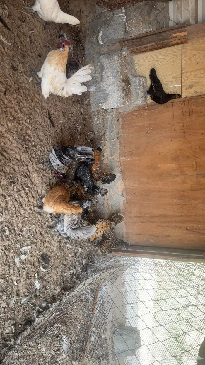 دجاج كويتي حباحب للبيع 4