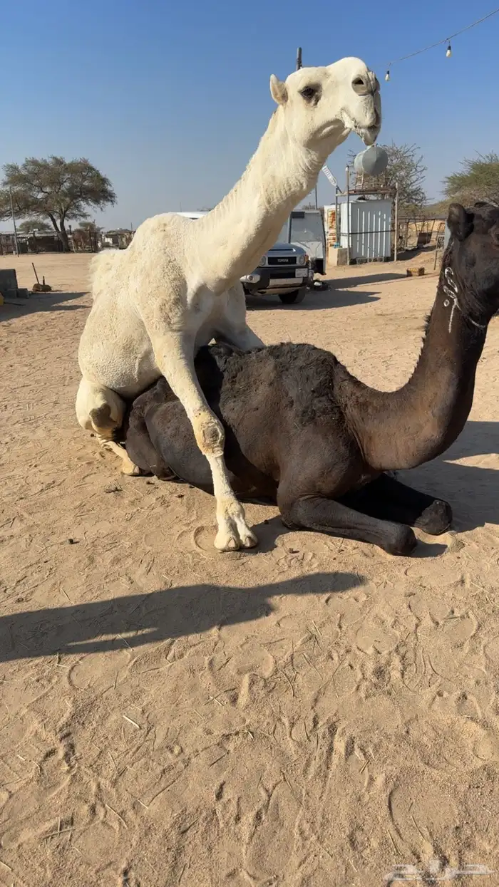 للبيع بعير ثني اوضح 3