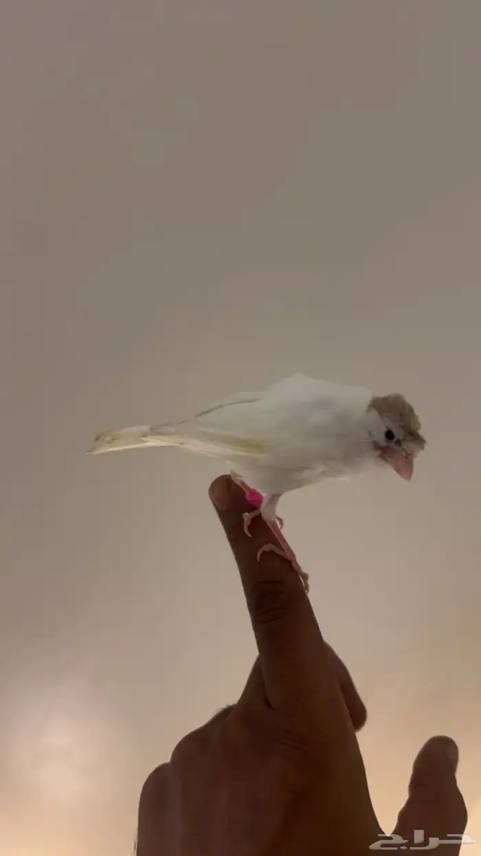 كناري أليف 1