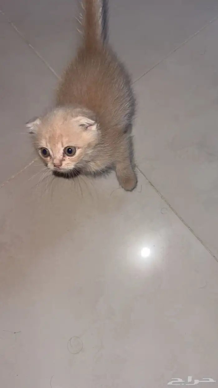 كتن سكوتش للبيع 3