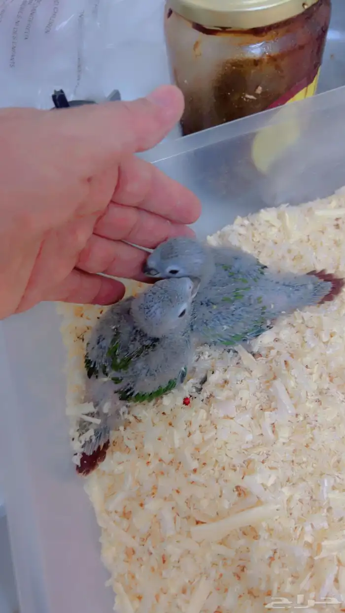 فروخ متنوعه ( كنيورات   لوري   صن كنيور) 0