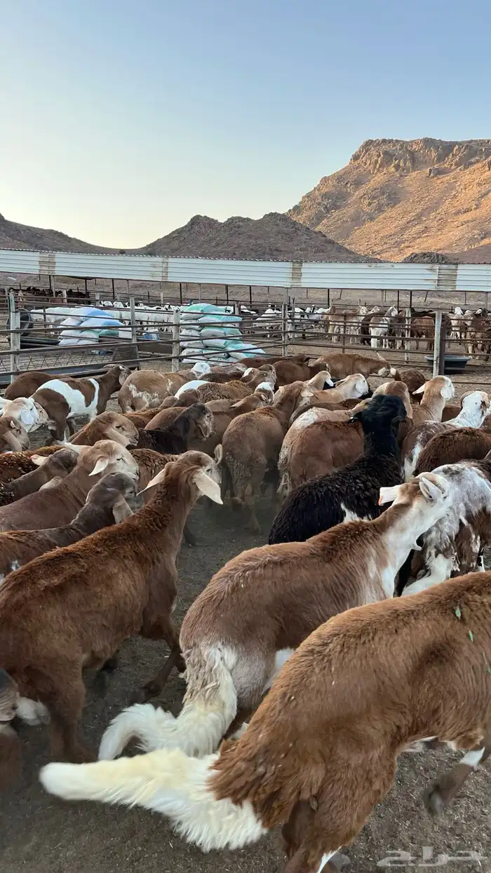 طليان سواكن حمري جادعان 18