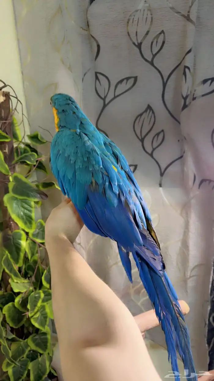 ببغاء مكاو اليف ولعوب ومتكلم تم البيع 1