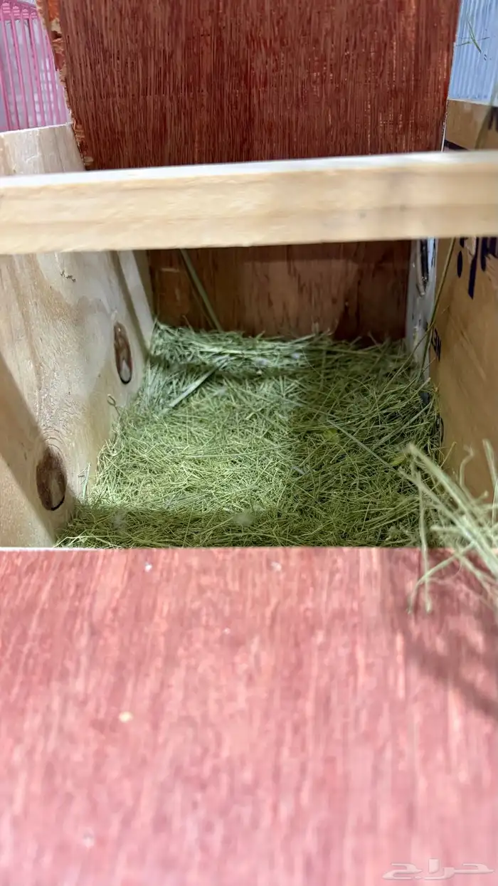 جوز روز اورنج اوبلاين 3