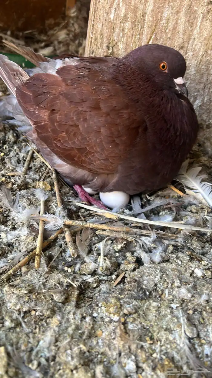 شبك 3x3 للبيع 3