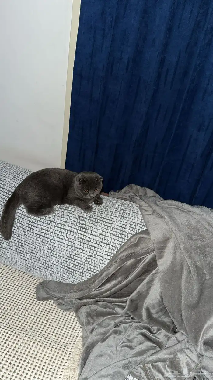 قط سكوتش جراي للتبني 0