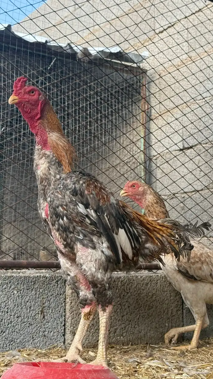 دجاج باكستاني شامو ياباني 0