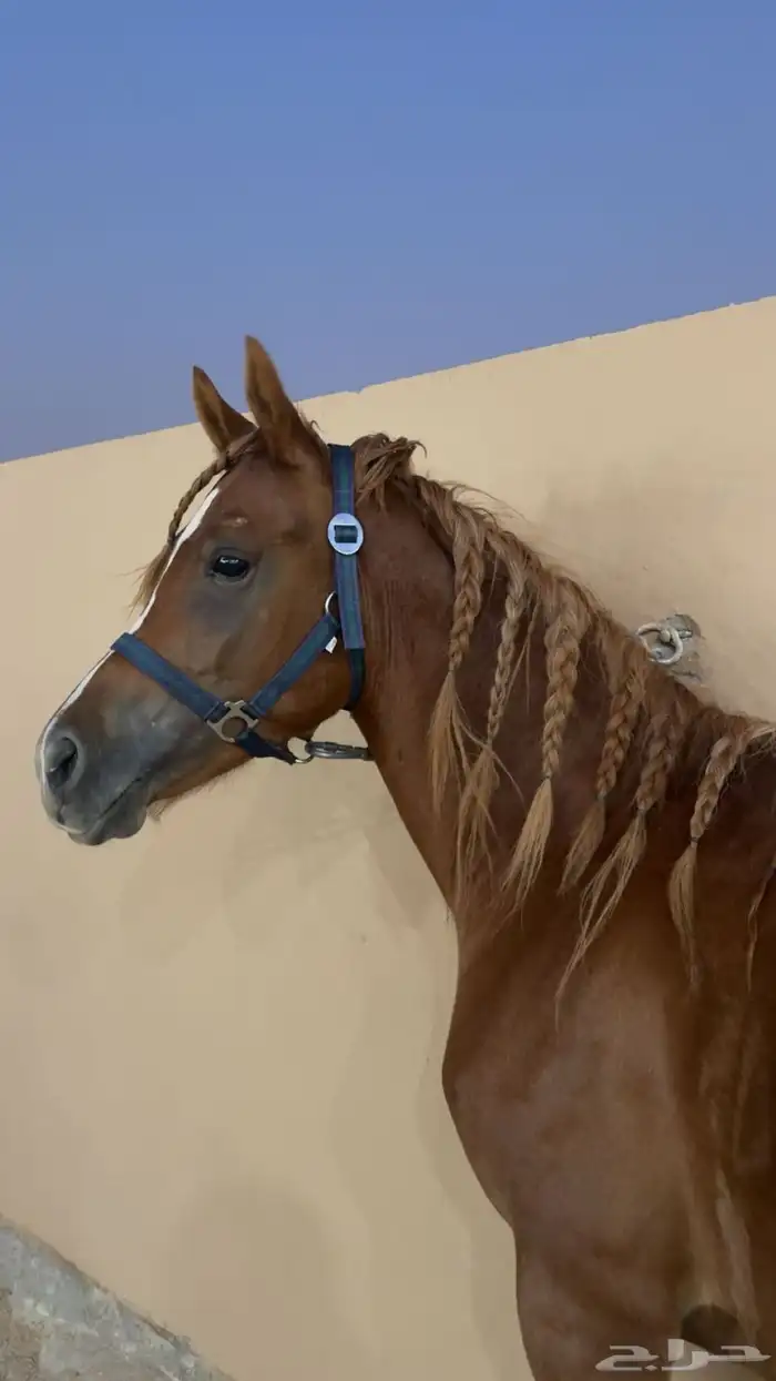 حصان واهو للبيع 0