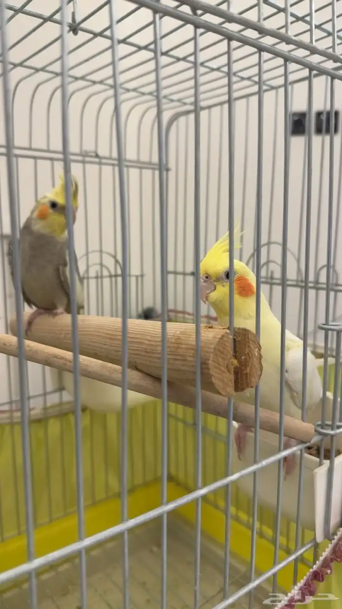 جوز ببغاء الكروان 1