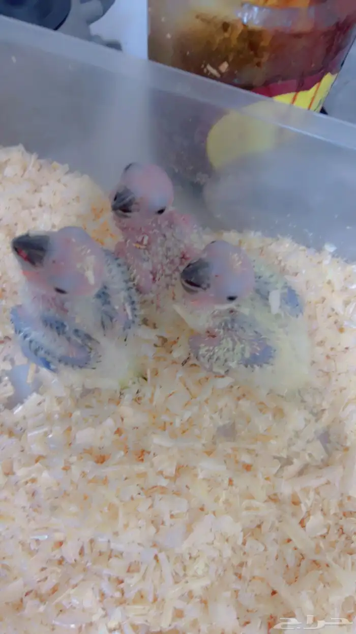 فروخ متنوعه ( كنيورات   لوري   صن كنيور) 4