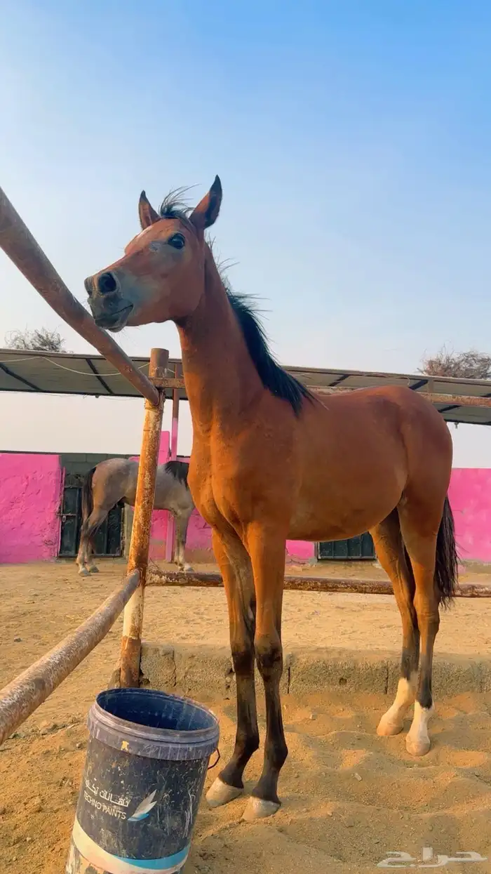 مهرة شيخة للبيع 2