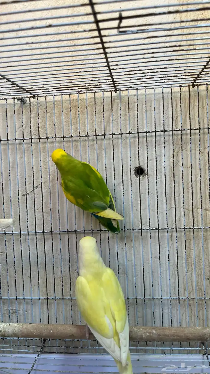 زوج طيور روز 1