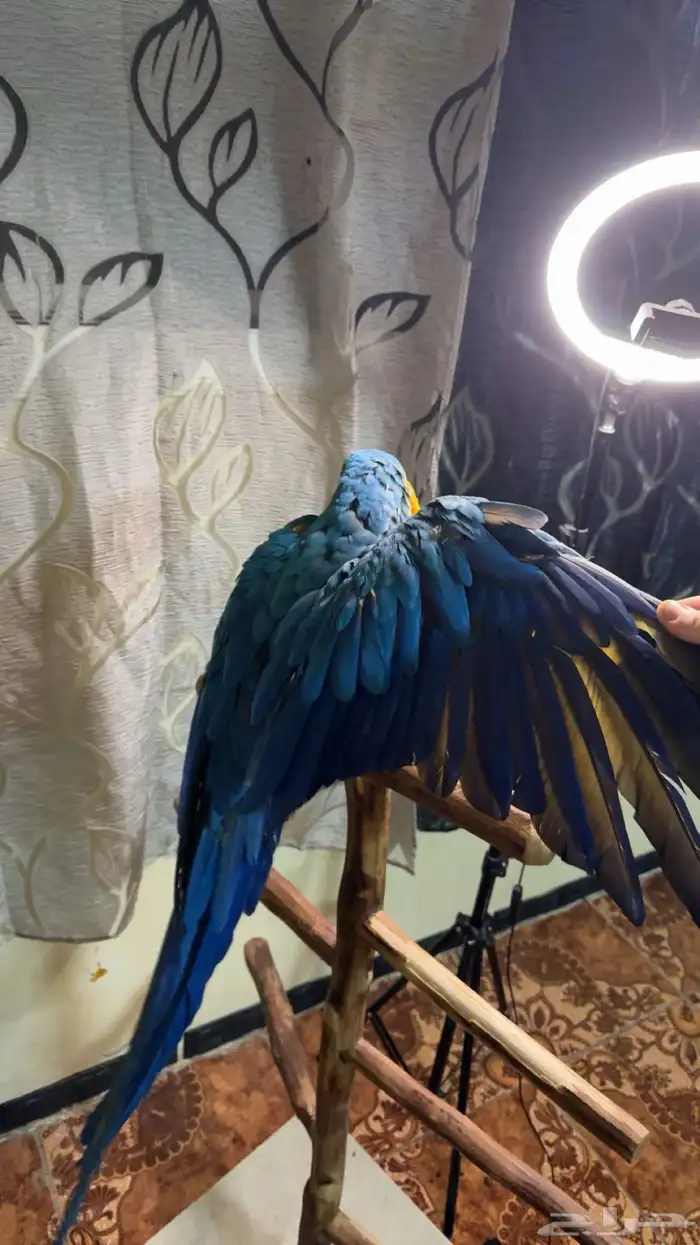 ببغاء مكاو اليف ولعوب ومتكلم تم البيع 4