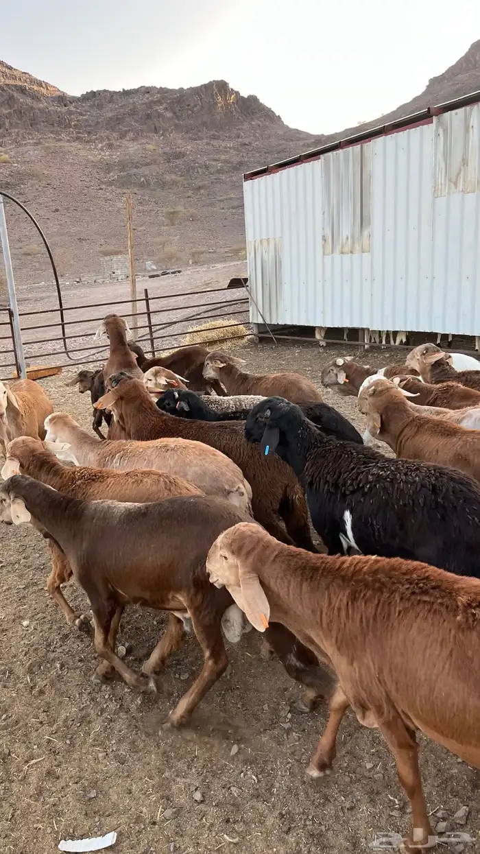 طليان سواكن حمري جادعان 33