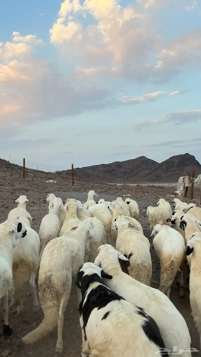 ذبائح بجميع انواعها 3