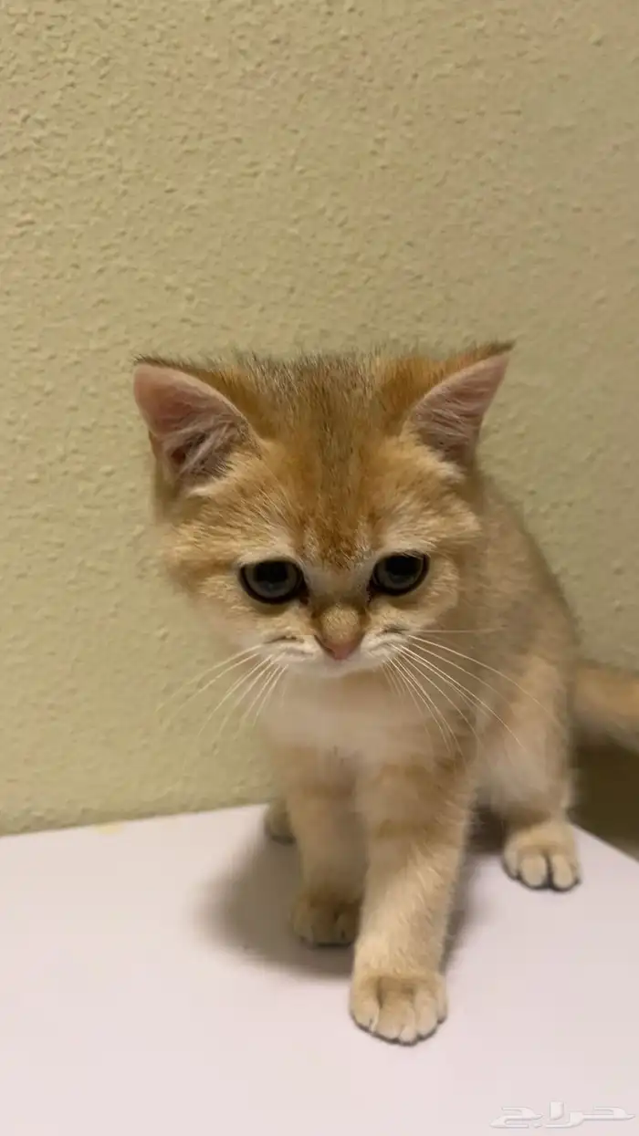 قطط سكوتش ستريت ( بيور ) كيتن 1