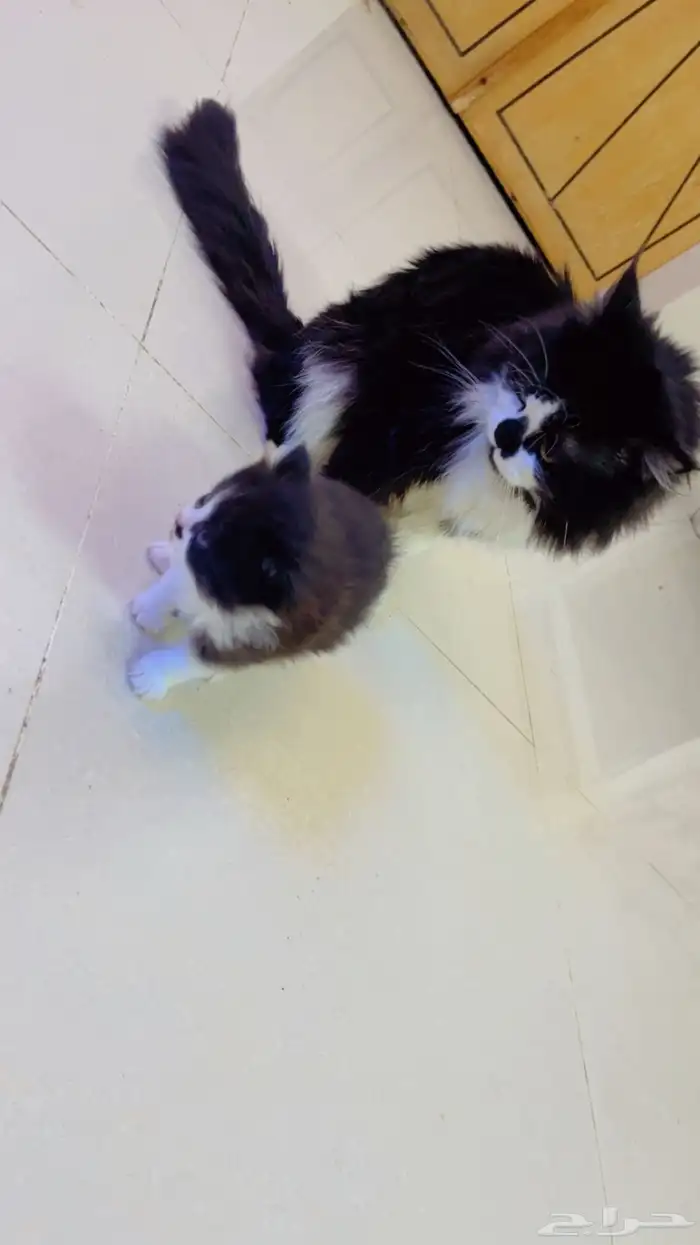 قطه صغيره للبيع بي 100 1