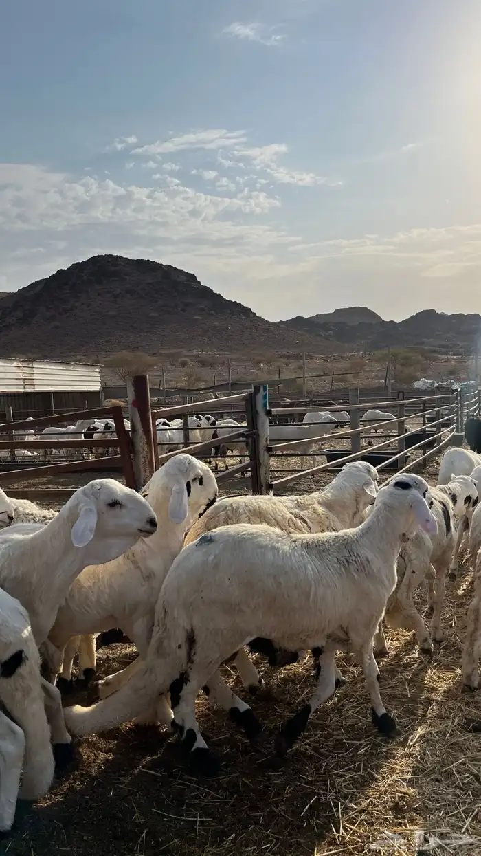 طليان سواكن شبيه الحري جبره 8