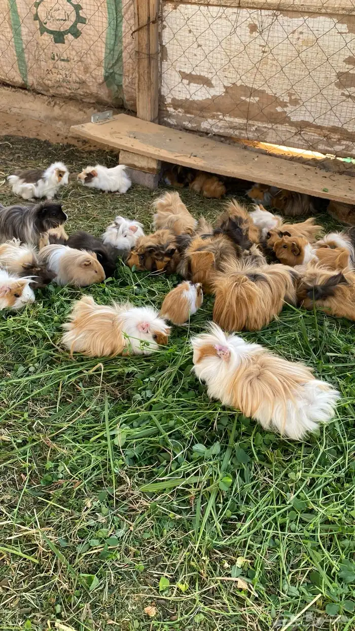 وبر هامستر 0