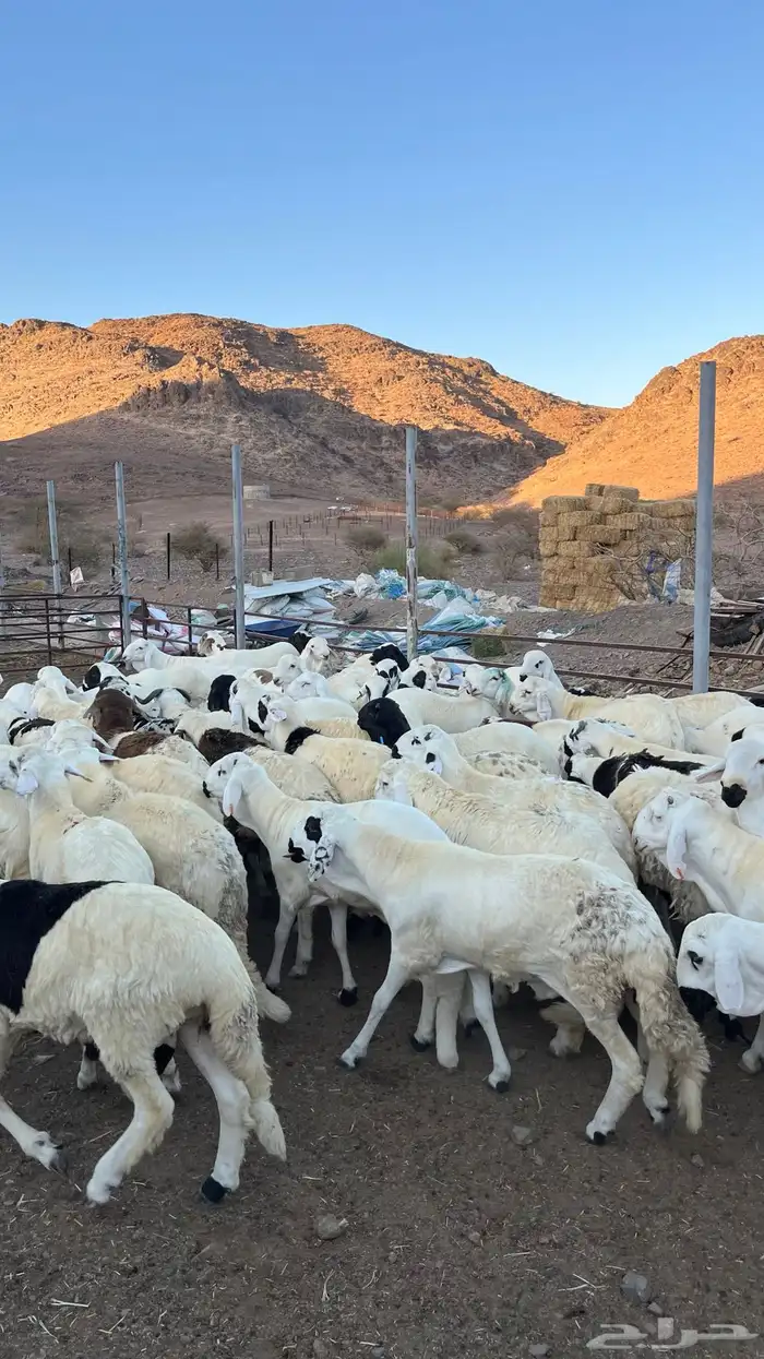 ذبائح بجميع انواعها 7