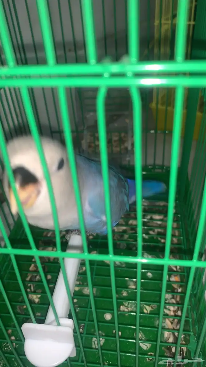 روز ازرق هدد 2