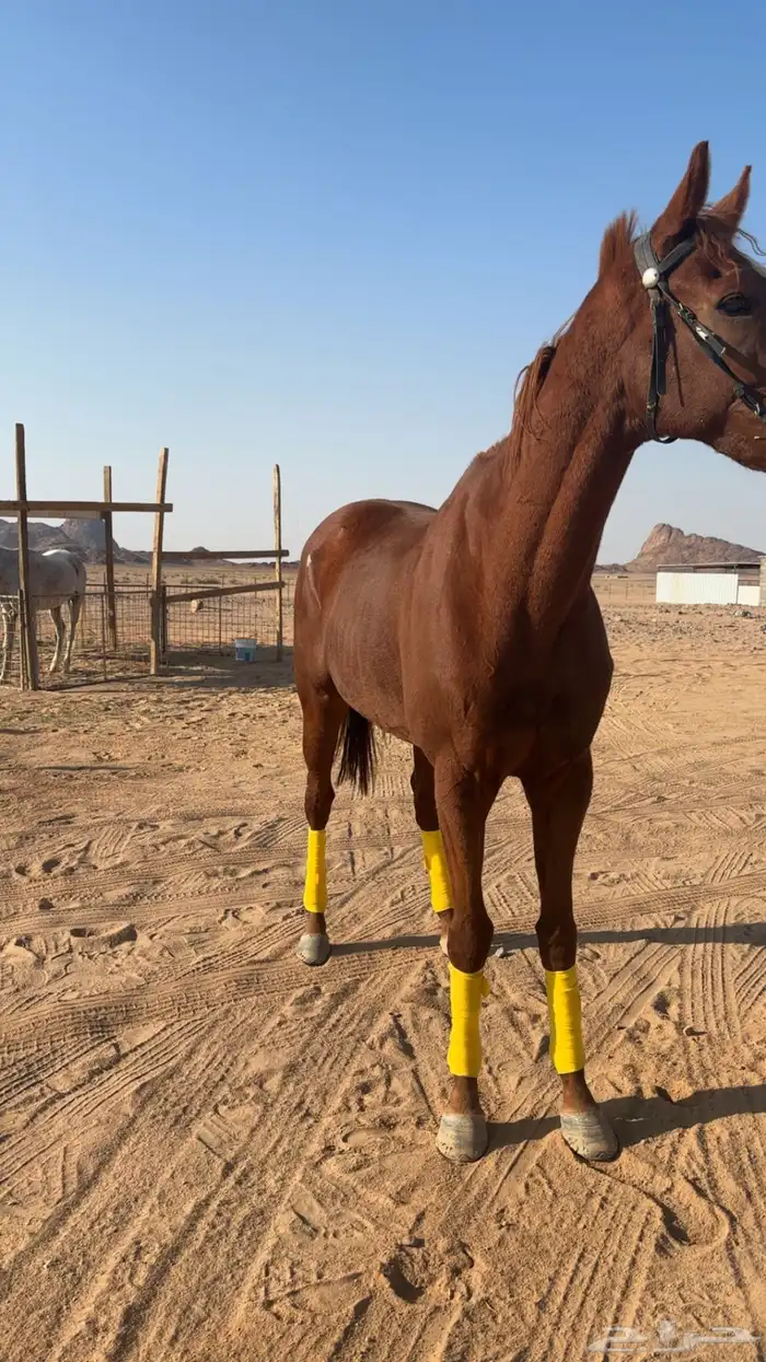 للبيع حصان جاهز لقرب شوط 6