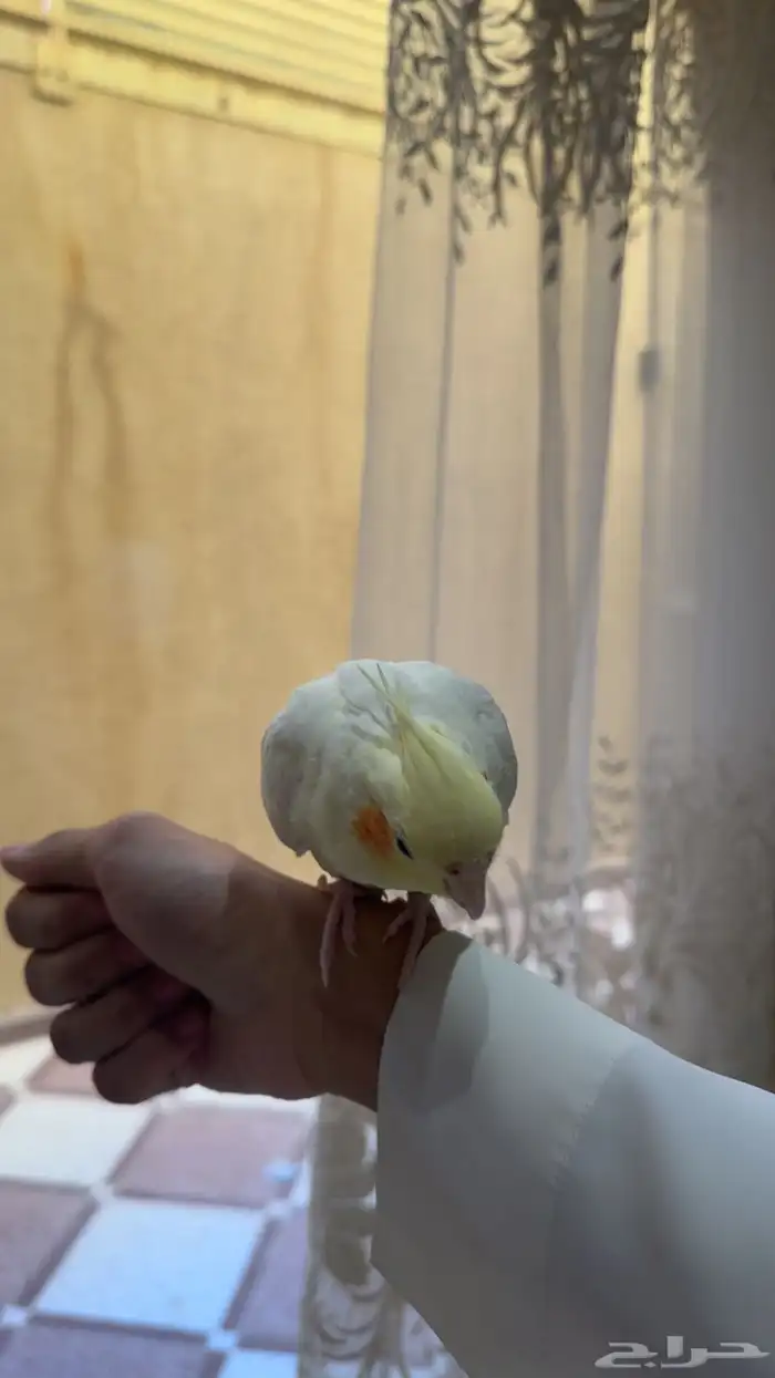 ببغاء كروان كوكتيل العمر 10 شهور اتوقع 3