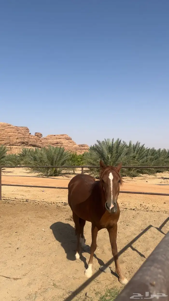 فرس عربي اصيل نشيط السوم يبدا عندكم 5