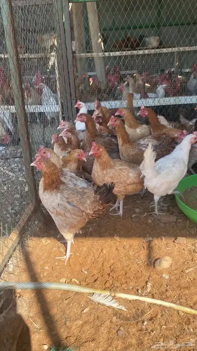 chickens 1000pieces index