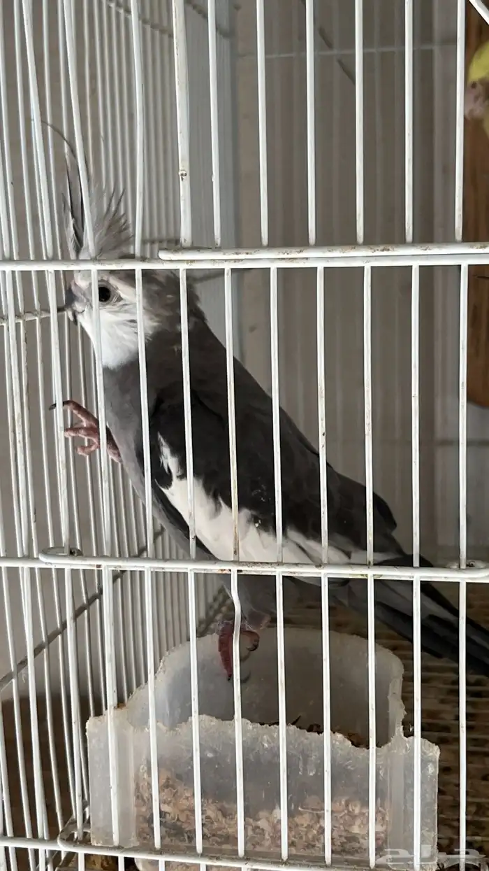 زوج كروان منتج شرط 2