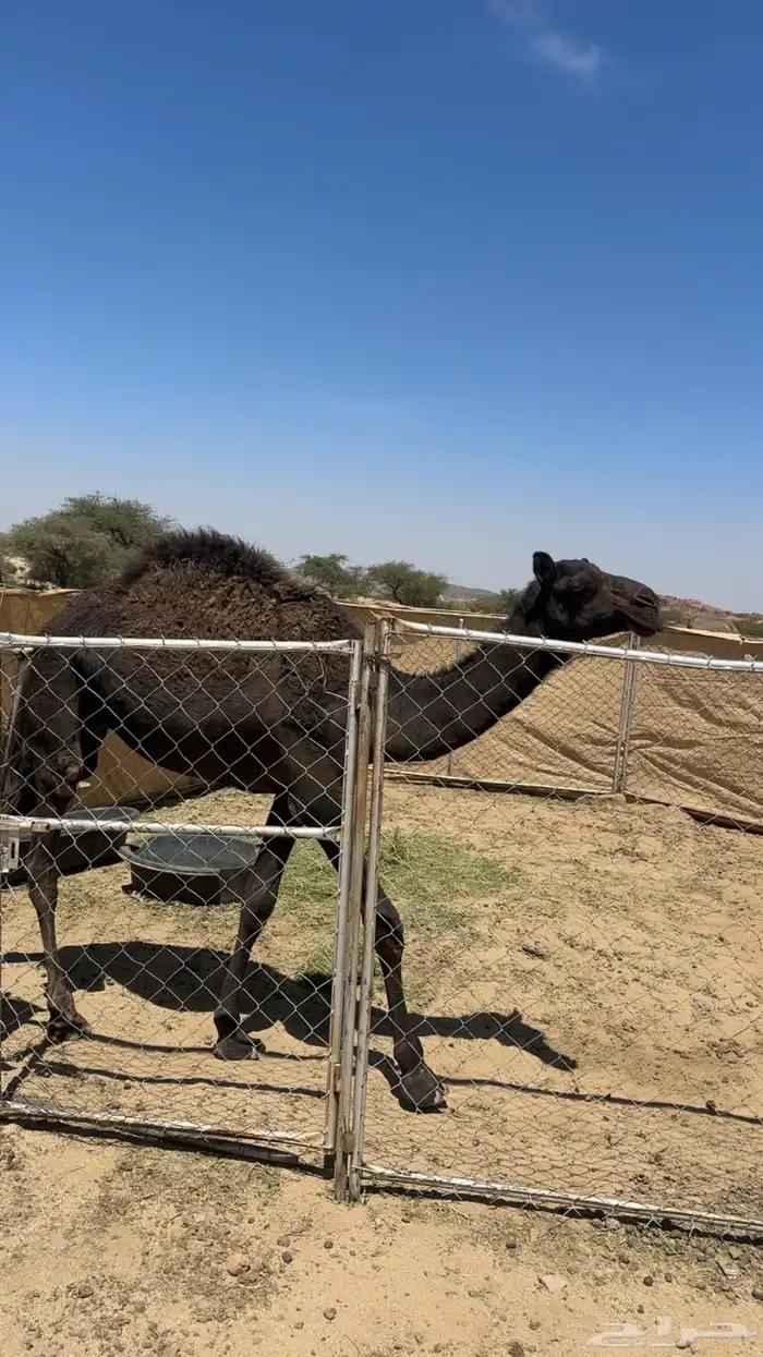 قعودين للبيع 4