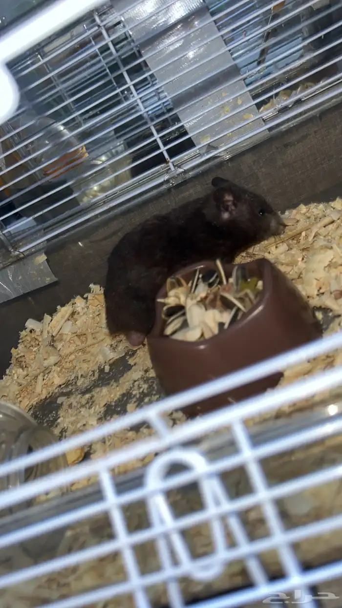 همستر للبيع 0